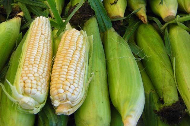 Проектирование и строительство кукуруза хранилищ